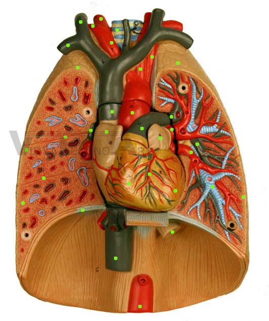 Lung Model